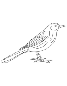 Disegno di passero da stampare e colorare 69