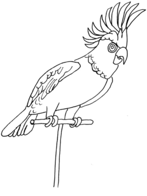 Disegno di pappagallo da stampare e colorare 4