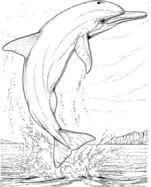 Disegno di delfino da stampare e colorare 43