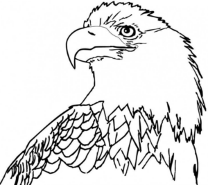 Disegno di aquila da stampare e colorare 4