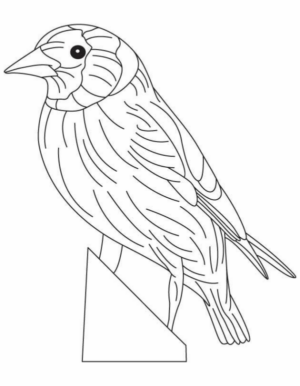 Disegno di passero da stampare e colorare 32