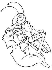 Disegno di grillo da stampare e colorare 17
