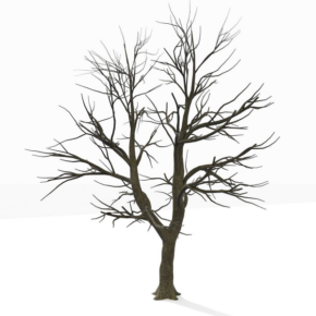 Disegno di albero da stampare e colorare 76