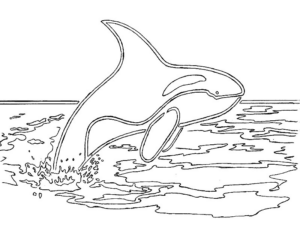 Disegno di delfino da stampare e colorare 68