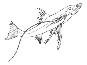 Disegno di pesce da stampare e colorare 288