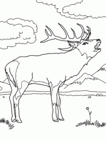 Disegno di cervo da stampare e colorare 11