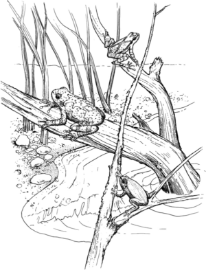 Disegno di rana da stampare e colorare 28