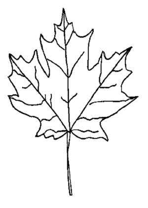Disegno di foglia da stampare e colorare 116