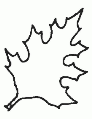 Disegno di foglia da stampare e colorare 34