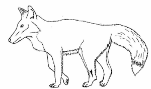 Disegno di volpe da stampare e colorare 114