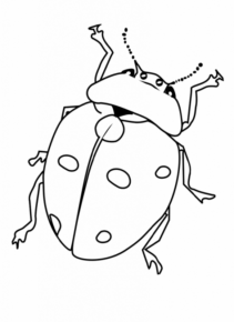 Disegno di coccinella da stampare e colorare 48