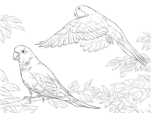 Disegno di pappagallo da stampare e colorare 102