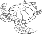 Disegni di Tartarughe di Mare da colorare