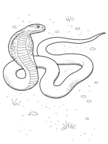 Disegno di serpente da stampare e colorare 50