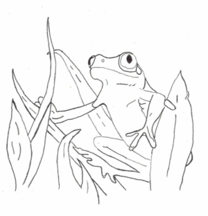 Disegno di rana da stampare e colorare 115