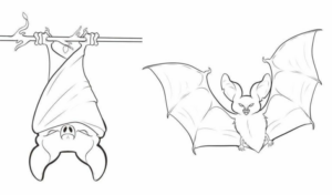 Disegno di pipistrello da stampare e colorare 28