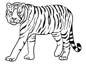 Disegno di tigre da stampare e colorare 45
