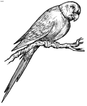 Disegno di pappagallo da stampare e colorare 39