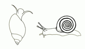 Disegno di lumaca da stampare e colorare 36