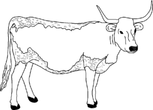 Disegno di toro da stampare e colorare 4