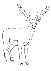 Disegno di cervo da stampare e colorare 31
