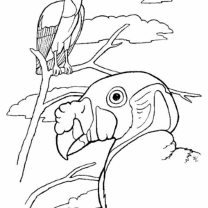 Disegno di tucano da stampare e colorare 29