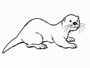Disegno di lontra da stampare e colorare 15