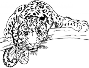 Disegno di leopardo da stampare e colorare 40