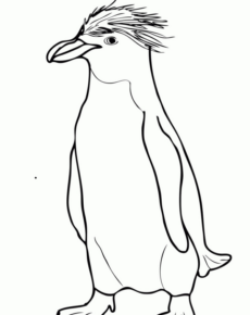 Disegno di pinguino da stampare e colorare 52