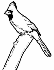 Disegno di uccello da stampare e colorare 54