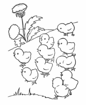 Disegno di pulcino da stampare e colorare 33