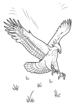 Disegno di aquila da stampare e colorare 30