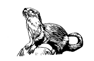 Disegno di lontra da stampare e colorare 2