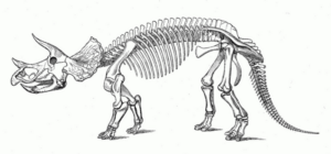 Disegno di Triceratopo da stampare e colorare 21