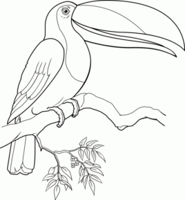 Disegno di tucano da stampare e colorare 37