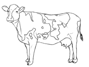 Disegno di mucca da stampare e colorare 29
