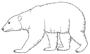Disegno di orso polare da stampare e colorare 29