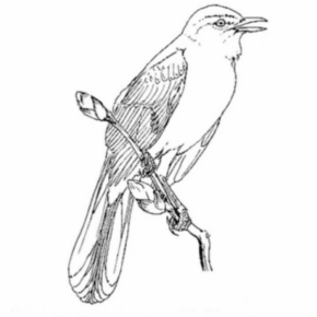 Disegno di uccello da stampare e colorare 32
