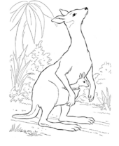 Disegni di Canguri da colorare
