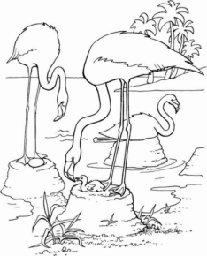 Disegno di fenicottero da stampare e colorare 14