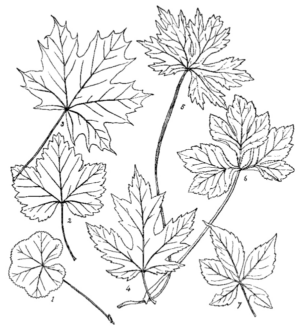 Disegno di foglia da stampare e colorare 199