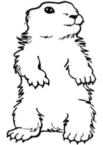 Disegno di castoro da stampare e colorare 4