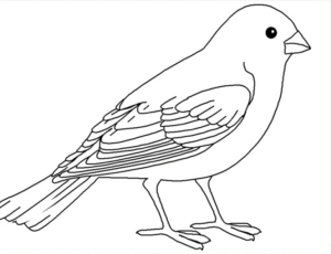 Disegno di passero da stampare e colorare 19