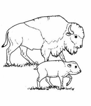 Disegno di bisonte da stampare e colorare 13