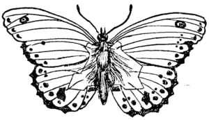Disegno di farfalla da stampare e colorare 149