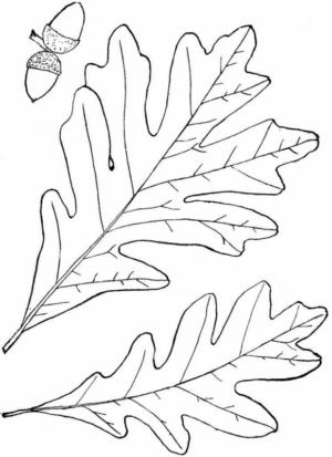 Disegno di foglia da stampare e colorare 52