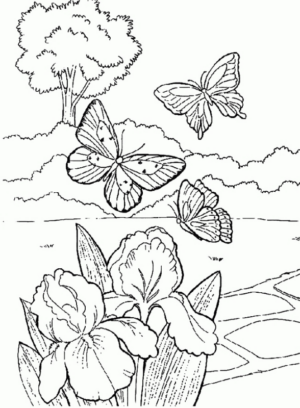 Disegno di farfalla da stampare e colorare 346