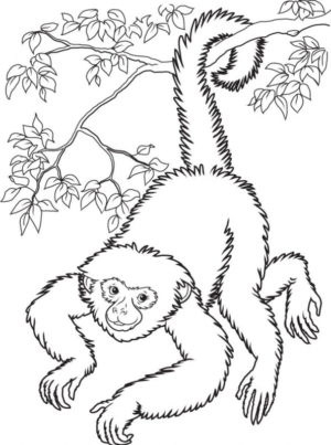 Disegno di scimmia da stampare e colorare 110