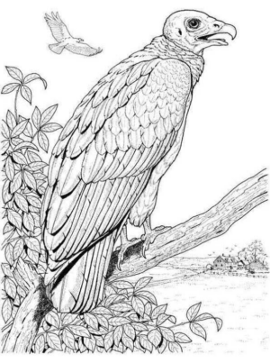 Disegno di avvoltoio da stampare e colorare 13