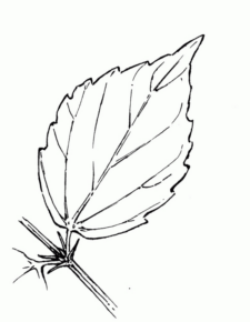 Disegno di foglia da stampare e colorare 68